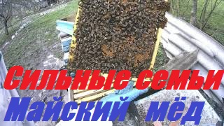 Секреты 100% зимовки пчел ч I.Условия бурного весеннего развития пчелосемей на медосбор Белой акации смотреть онлайн