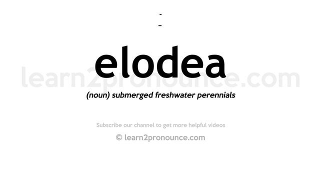 Pronunciation of Elodea | Definition of Elodea смотреть онлайн