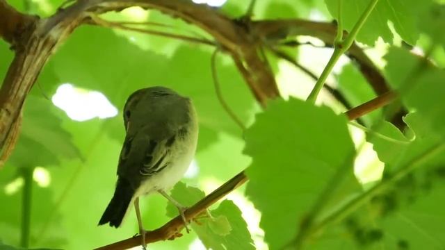 Тибетская целительная флейта / Практика молчания смотреть онлайн