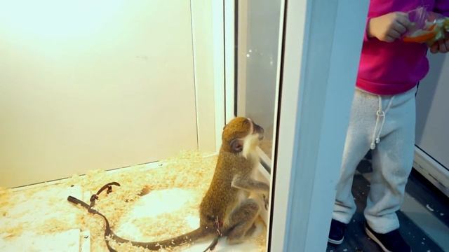 Зоопарк Обезьян 2014