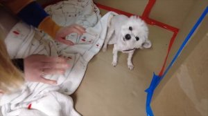 СТРОИМ и УКРАШАЕМ ГИГАНТСКИЙ КАРТОННЫЙ ДОМ ДЛЯ КОТОВ И СОБАК НА НОВЫЙ ГОД