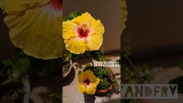 Yellow hibiscus flower | Sembaruthi | செம்பருத்தி | Hibiscus flowers | Hibiscus plants смотреть онлайн