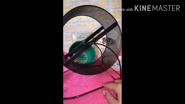 что нужно для джунгарского хомяка? где выбрать хомяка? смотреть онлайн
