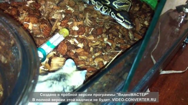 Питон региус ест хомяка/ Python regius eats hamster смотреть онлайн