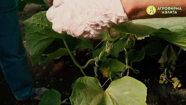 Самые Урожайные Огурцы от Натальи Петренко смотреть онлайн