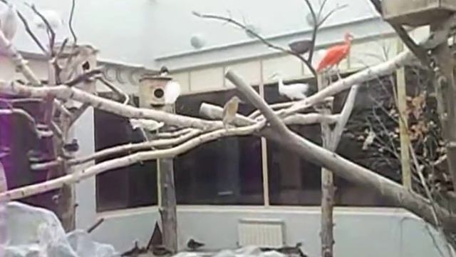 новосибирский зоопарк.птицы в тёплом варьере и лисятки маленькие смотреть онлайн