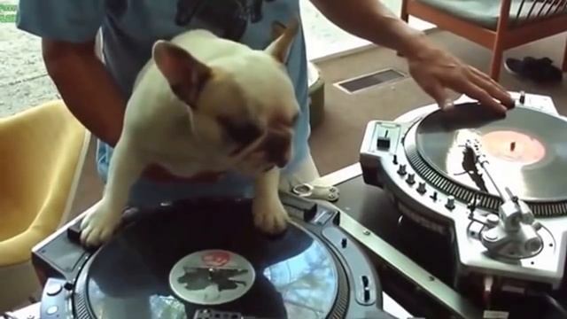 Мопсы! Самые смешные и милые мопсы! смотреть онлайн