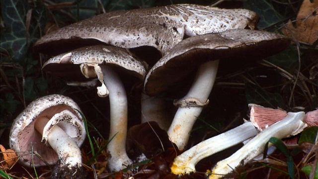 Agaricus moelleri смотреть онлайн
