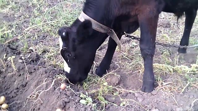 Бычок, который ест сырой картофель... смотреть онлайн