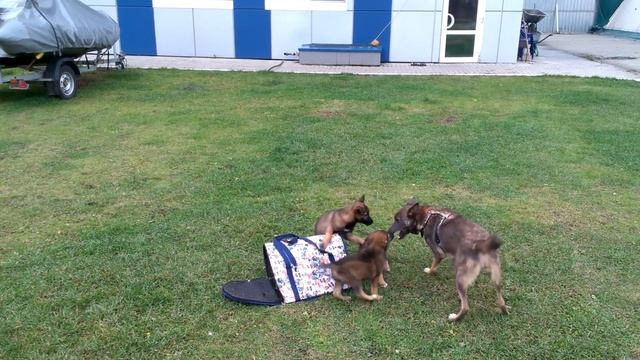 Мама овчарка учит щенят смотреть онлайн