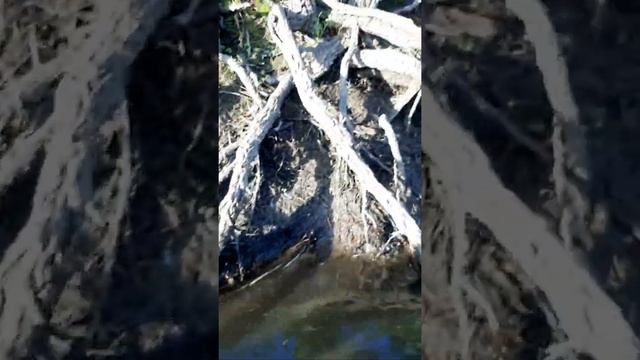 ??? В МИРЕ ЖИВОТНЫХ. СКАЗОЧНОЕ ЦАРСТВО МАЛЕНЬКИХ КРАСИВЫХ ЛЯГУШЕК. смотреть онлайн