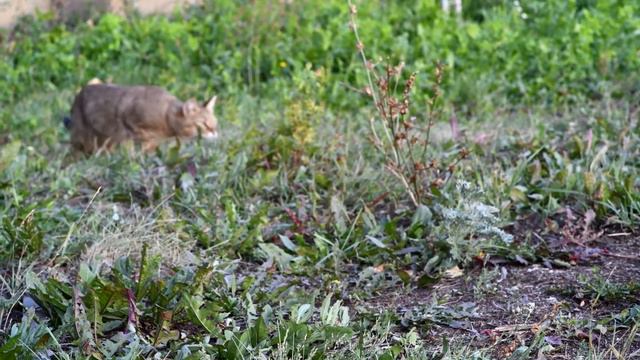 Чаузи охота