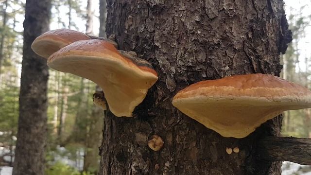 Northern Red Belt. Fomitopsis Mounceae. Northern Nova Scotia.