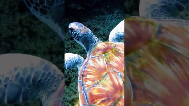 Природа Карибов смотреть онлайн