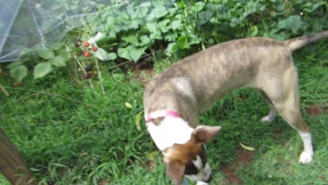 Cute Pitbull Border Collie Puppy Learns to Pick Berries смотреть онлайн