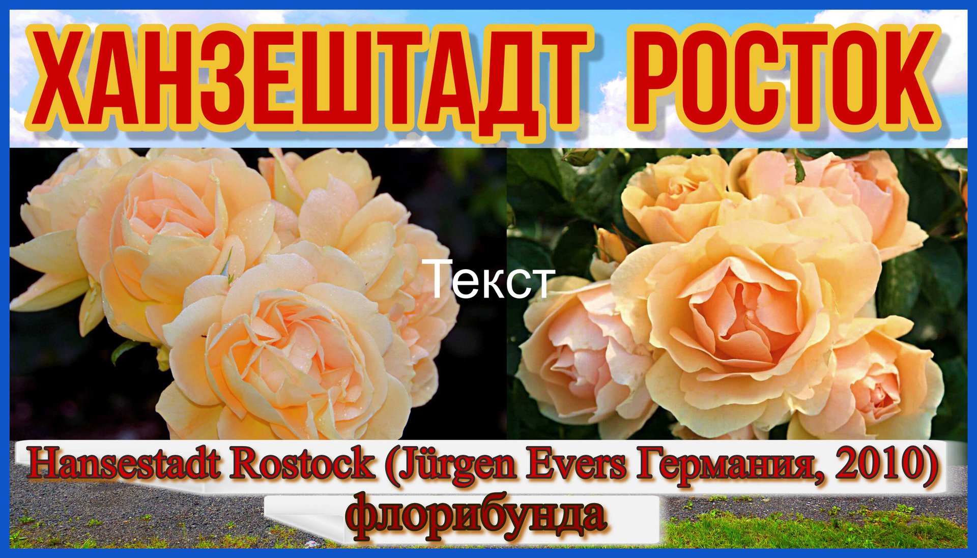 Роза Ханзештадт Росток (Флорибунда) - Hansestadt Rostock (Jürgen Evers Германия, 2010) смотреть онлайн