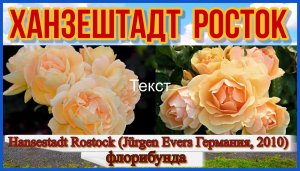 Роза Ханзештадт Росток (Флорибунда) - Hansestadt Rostock (Jürgen Evers Германия, 2010)