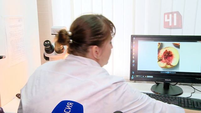 Какие насекомые прячутся в винограде / Новости смотреть онлайн