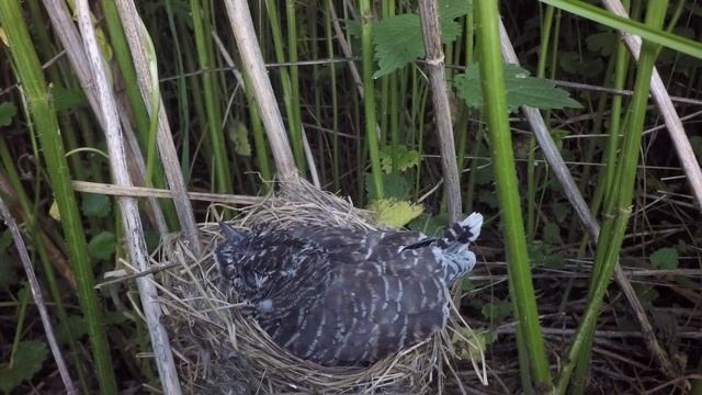 Кукушонок в гнезде 170621 3 болотной камышовки 23 июня 2 GP4bML вечер 12 смотреть онлайн