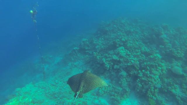 Риф Красного моря в Island View Resort Sharks Bay