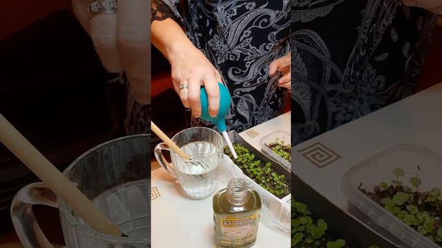 Можно ли подкармливать рассаду на начальном этапе? смотреть онлайн