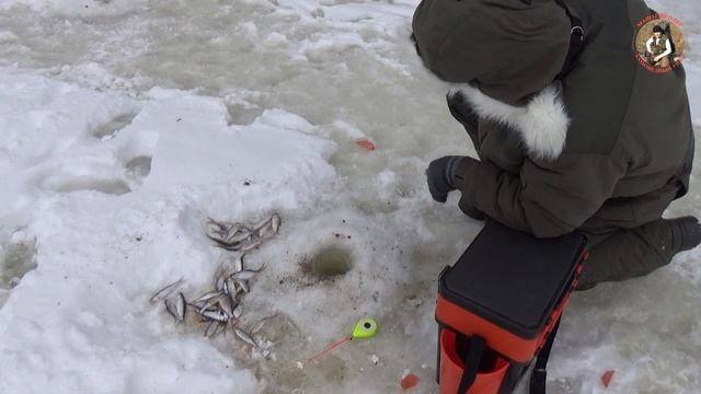 Зимняя рыбалка в январе. Сорожка и плотва. смотреть онлайн
