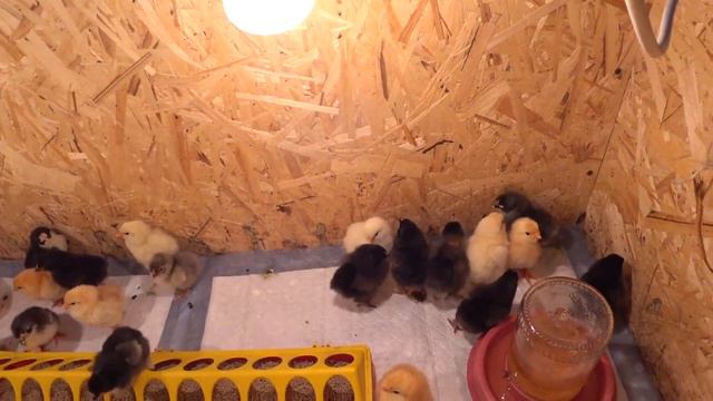 Щас поспим потом приходите😏🐥 Сколько цыплят вылупилось🐥 Всех мастей 😍Живем в своем доме смотреть онлайн