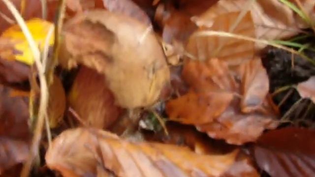 Boletus Erythropus 26-11-2011.AVI смотреть онлайн