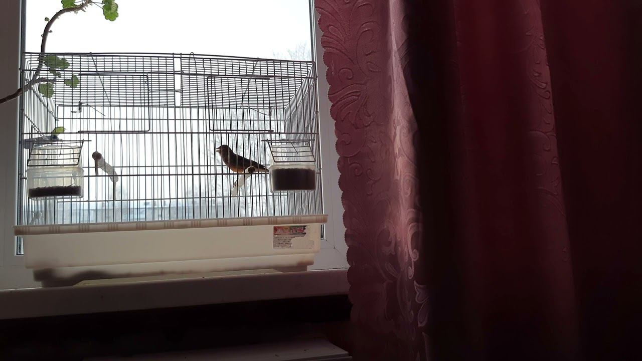 Молодой гибрид репол+канарейка, пытается что-то спеть. 24.11.2021 год. смотреть онлайн
