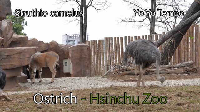 Ostrich (Struthio camelus) - Hsinchu Zoo смотреть онлайн