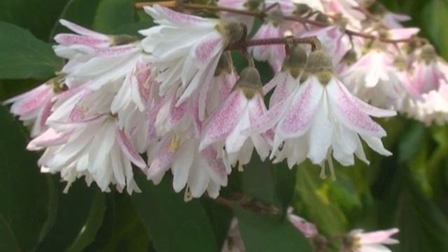 Deutzia scabra Thumb @ Fiori e piante della montagna bellunese 20.04.2013 смотреть онлайн