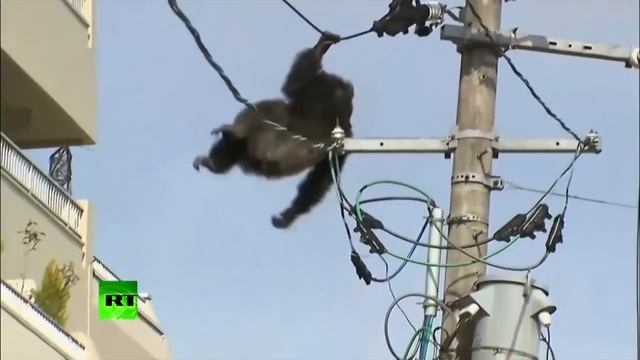 when zoo animals escape compilation смотреть онлайн