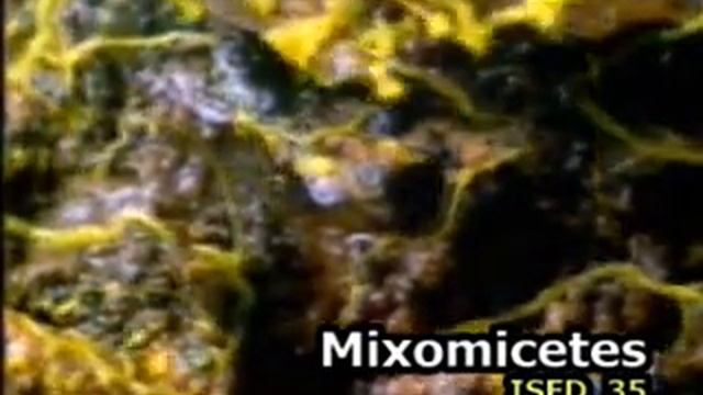 Mixomycete смотреть онлайн