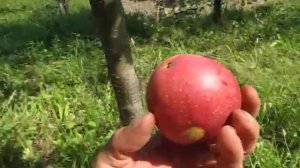 Сорт яблок Граф Эззо