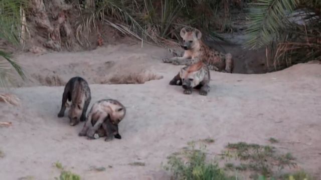 Пятнистая гиена с детенышами смотреть онлайн