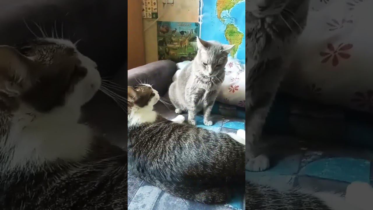 Драка за место под солнцем! #милота #питомцы #cat #кот #кошка #лето2023 #кошки #местоподсолнцем смотреть онлайн