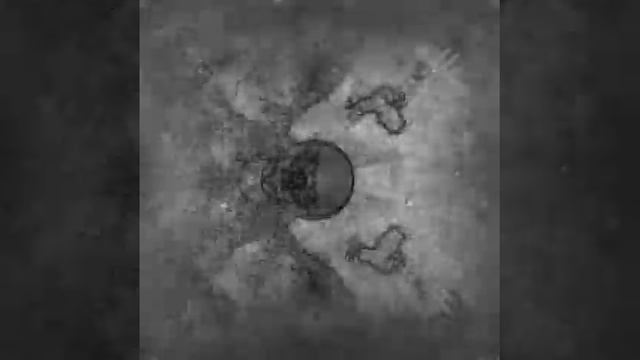 Flash warning, Cymatics, sound of the Ganoderma Australe captured through biodata sonification смотреть онлайн