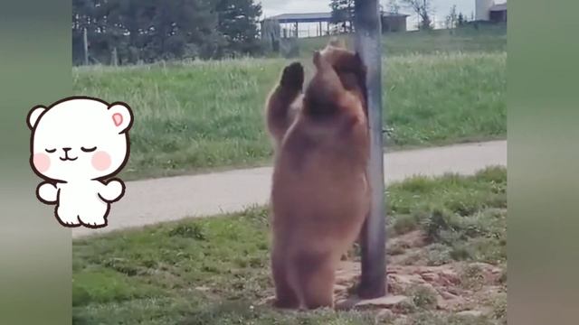 Watch bear getting rid of the itch against a pole. ? смотреть онлайн