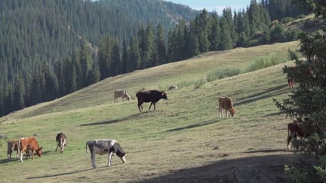 Life in the Mountains of Kazakhstan. A day with Kazakh nomads смотреть онлайн