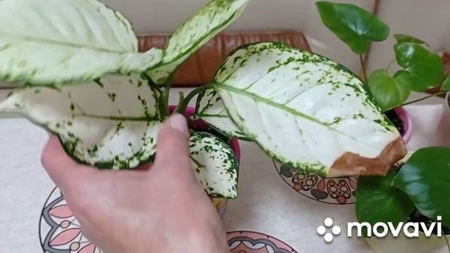 Комнатные растения/цветы. Пересадила комнатные растения, адаптация после пересадки. смотреть онлайн