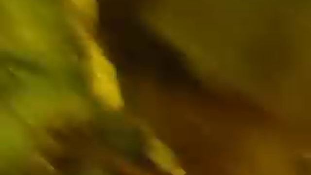 Камчатский краб на Кольском полуострове смотреть онлайн