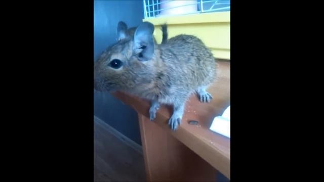 Драка дегу смотреть онлайн