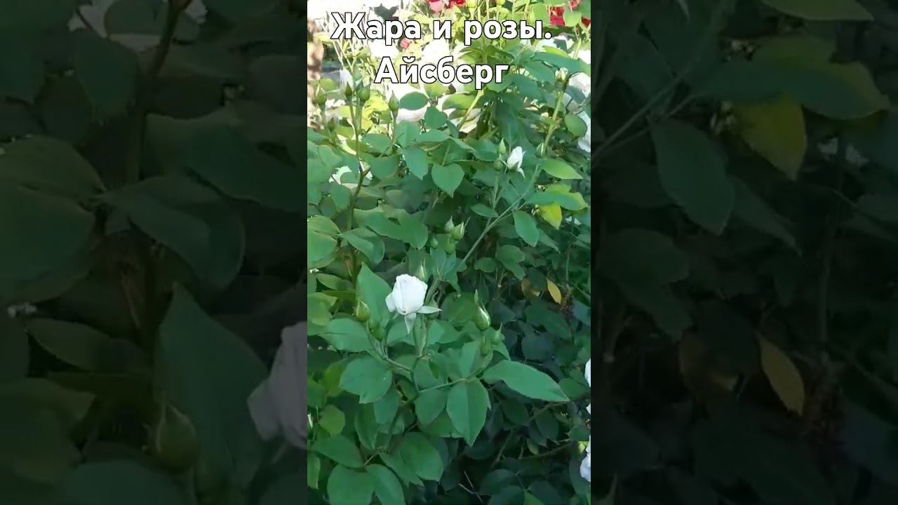 Айсберг смотреть онлайн