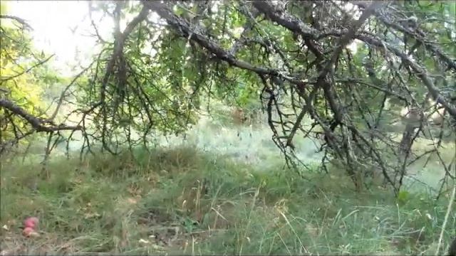 Гуляем с Лари...август18 в Старом саду... смотреть онлайн