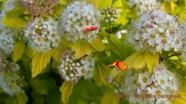 Пузыреплодник калинолистный Ауреа (aurea) ? обзор: как сажать, саженцы пузыреплодника Ауреа смотреть онлайн