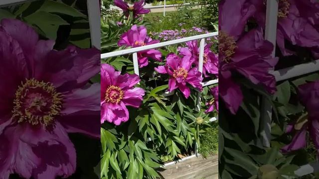 Itoh Peony смотреть онлайн