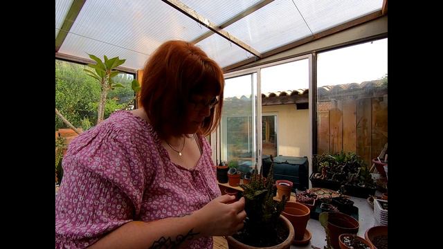 VLOG #44🌿Je Coupe Mes Pothos | Retour Sur Le Sauvetage Plante | Astuce Pour L'arrosage Des Cactus..