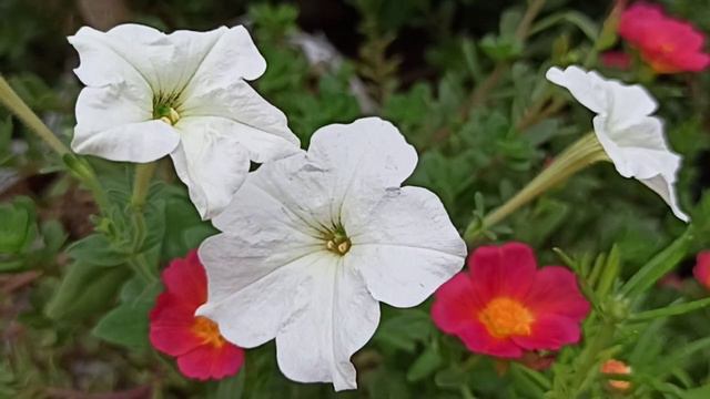 1264 - Petunia Ko Aap July Me Bhi Grow Kar Sakte Hain/wave Petunia Saal Bhar Khilta Rehta Hai