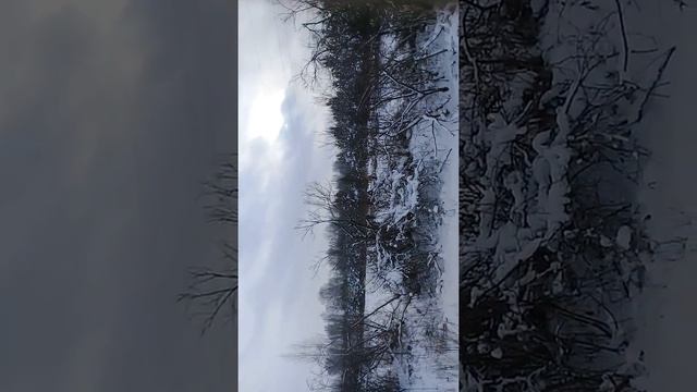Заготовка елок новогодних от г.Каргат бу квально в нескольки минутах возле поселка Набережное смотреть онлайн