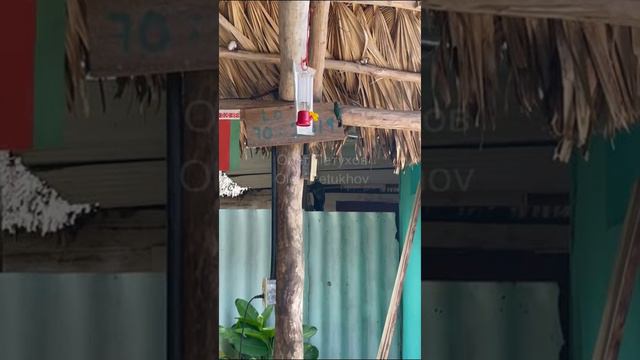 Куба. Cuba. 古巴。 смотреть онлайн